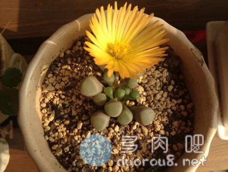 这15种多肉植物开的花，你见过吗？图片 No.9