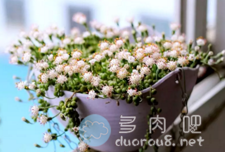 这15种多肉植物开的花，你见过吗？图片 No.11